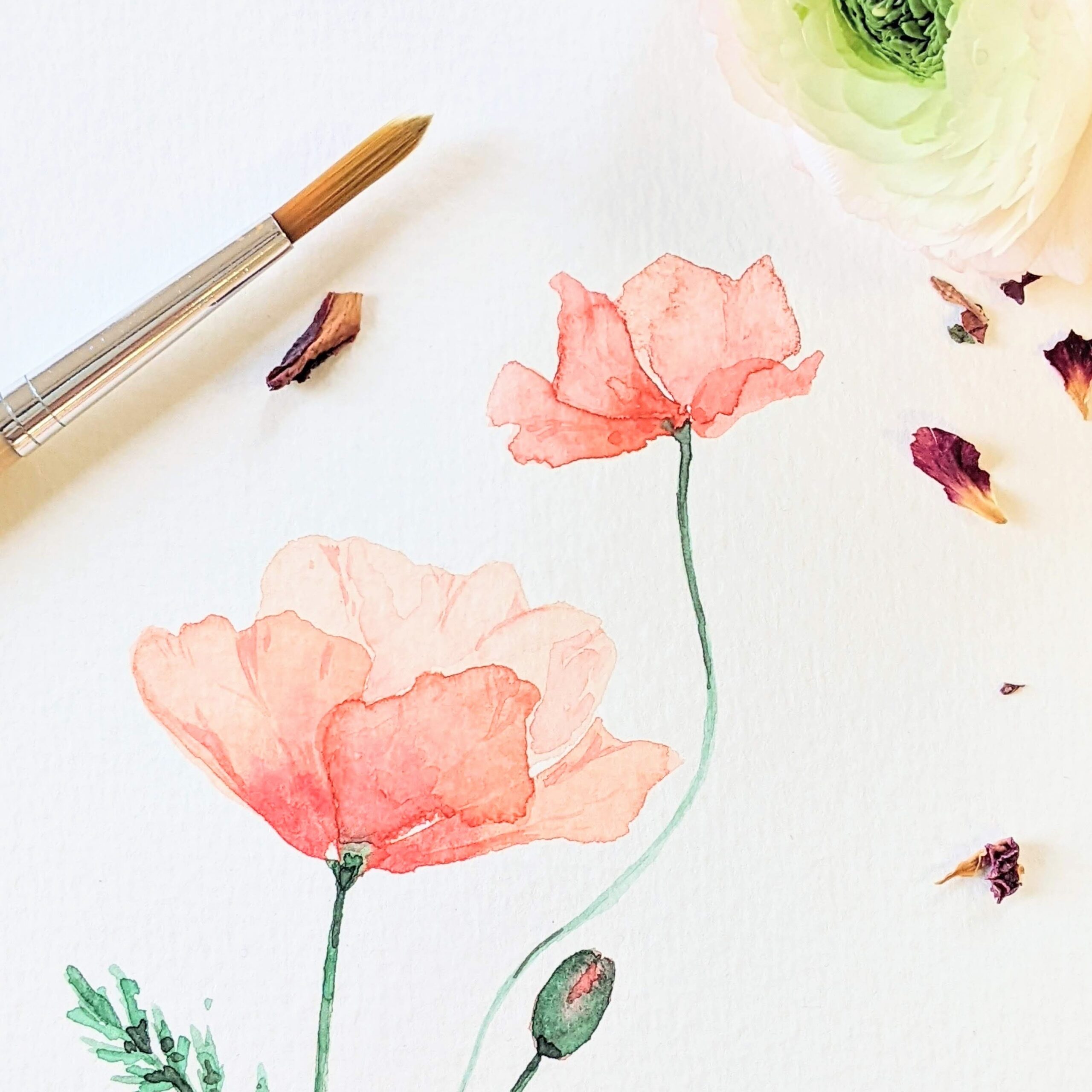 Blije margrietjes en Klaprozen workshop in Amersfoort Aquarel